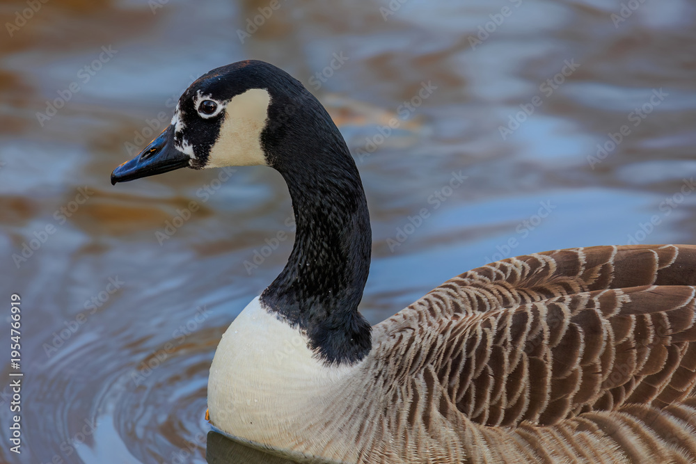 Fototapeta premium Grey wild goose, cute Water Birds Geese