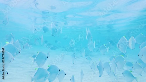 Group of Silver Fish Swimming in Bright Tropical Sea Water Over Sandy Seabed in Hikkaduwa. Multiple silver batfish move through transparent blue water in a tropical marine environment.