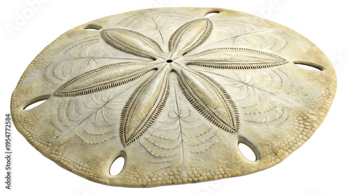 A detailed high angle view of a dried sand dollar specimen featuring a distinct petaloid pattern illustration