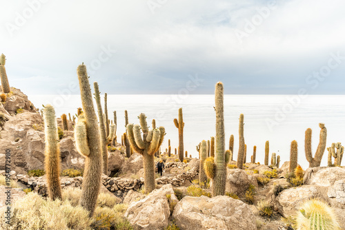 Salar de Uyuni salt plains with large cactuses of island Incahuasi at sunrise time, Andean Altiplano, Bolivia, South America.