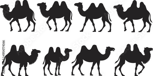 Bactrian Camel Silhouette Set Featuring Two Humped Desert Animals in Various Walking Poses and Profiles Isolated on White Background Vector
