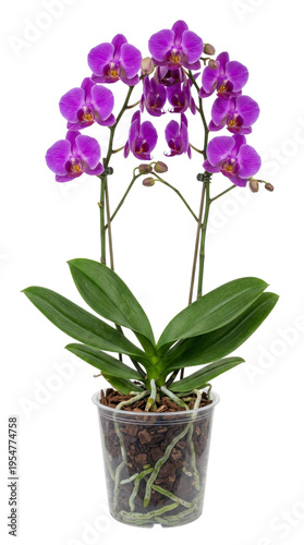 Isolated purple orchid plant with roots in clear pot