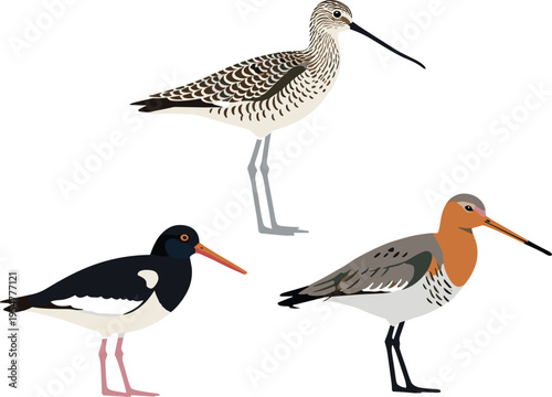Set of shorebird illustrations featuring sandpiper, oystercatcher and godwit species, coastal wildlife collection, wading birds with long beaks and legs, flat vector isolated