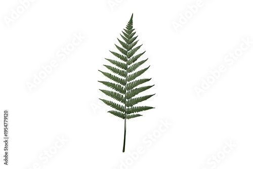 Green fern frond showing fresh growth, detailed botanical foliage from nature, transparent background