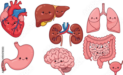 Cute cartoon human internal organs set including heart liver lungs stomach brain kidneys intestines and bladder isolated on light background medical education vector illustration