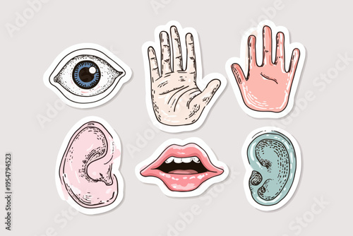 Illustrated stickers of human senses: eye, hands, ears, mouth - colorful cartoon style