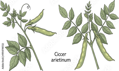 Cicer arietinum chickpea plant colored botanical illustration with leaves and pods
