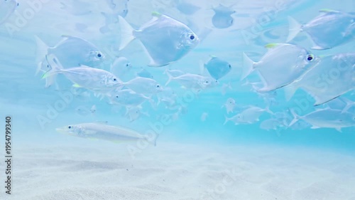 Tropical Silver Fish Gliding Through Transparent Blue Ocean Water in Hikkaduwa. Silver batfish swim peacefully in the vast, open turquoise waters of a tropical reef zone.