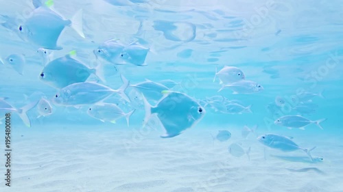 Silver Batfish Schooling in Shallow Coastal Waters of Hikkaduwa Sri Lanka. A dense group of silver batfish swims together in the shallow, sunlit waters of the Indian Ocean.