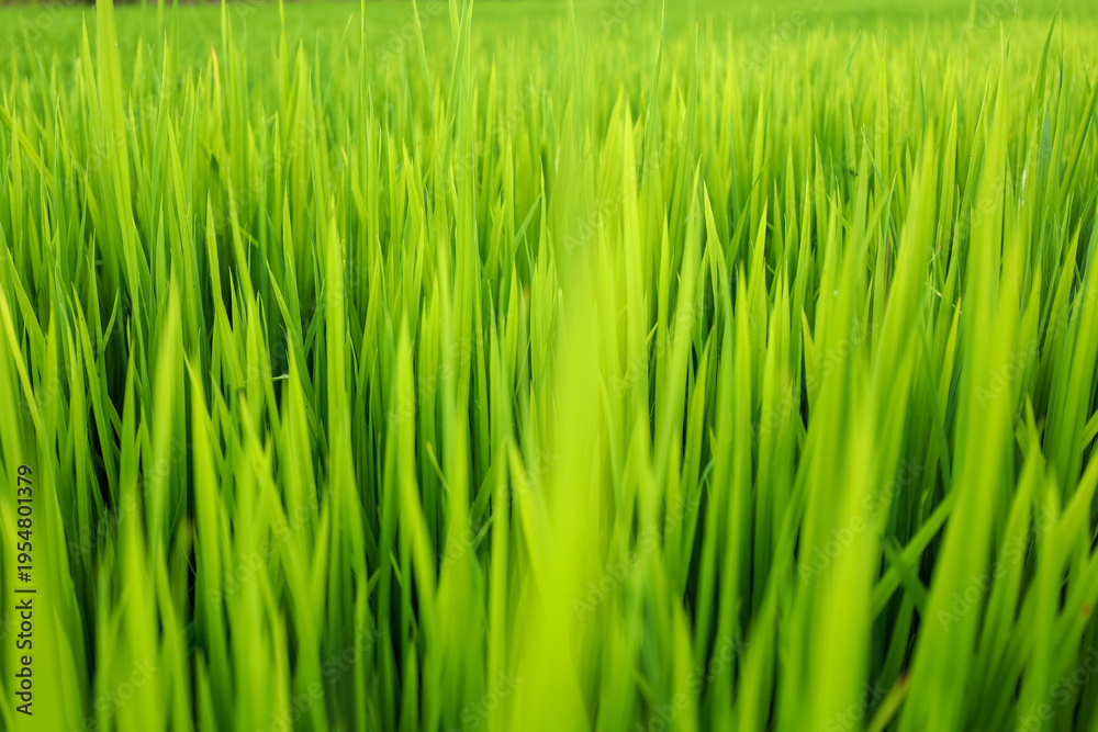 Obraz premium Close-up Lush Green Rice Paddy Field with Natural Light Scenery