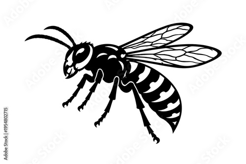 Striking black and white vector illustration of a dangerous flying insect, meticulously detailing a powerful wasp with intricate transparent wings, segmented body, sharp mandibles, and distinct antenn