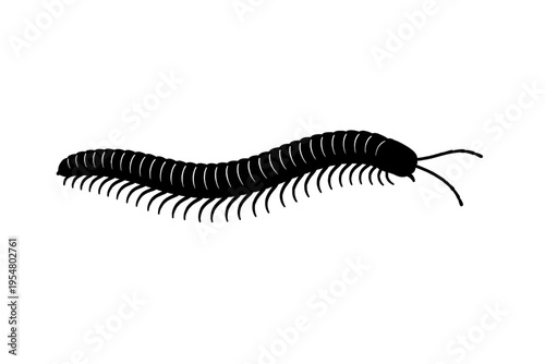 Detailed black silhouette vector illustration of a millipede, a fascinating multi-legged invertebrate with a segmented body and antennae, ideal for educational resources, nature graphics, wildlife ico