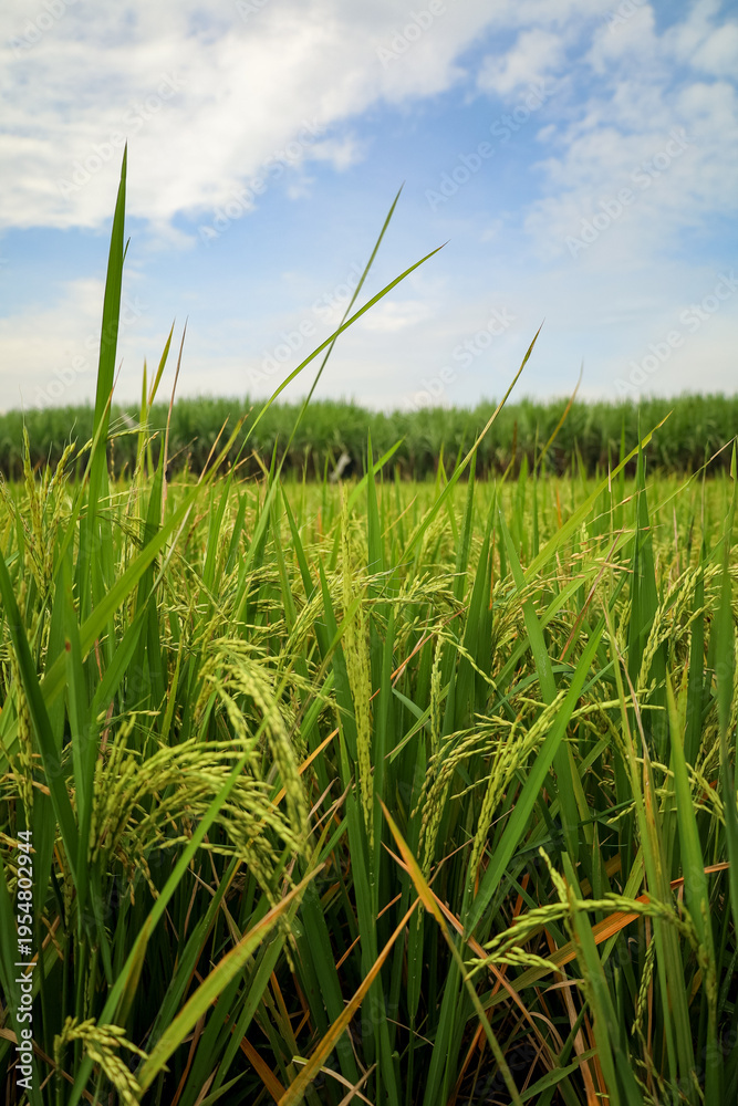 Obraz premium Close-up Fresh Green Rice Paddy Field with Blue Sky Landscape