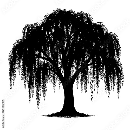 Elegant black silhouette of a weeping willow tree, featuring its iconic long, gracefully drooping branches and slender leaves. A timeless botanical illustration capturing serene beauty and tranquility