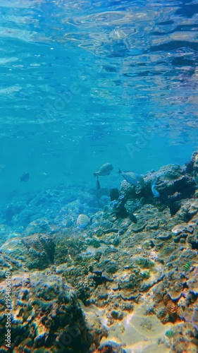 Underwater Marine Landscape with Coral Rocks and Small Tropical Fish in Hikkaduwa. Vertical shot of a rugged underwater landscape featuring dark coral rocks and scattered marine plants.