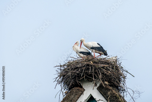 Storchenpaar im Horst bei der Paarung im Frühling vor blauem Himmel