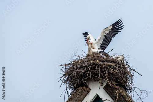 Storchenpaar im Horst bei der Paarung im Frühling vor blauem Himmel