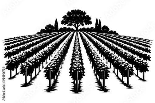 Striking black and white silhouette illustration of a classic vineyard scene. Elegant rows of grapevines extend into the distance, converging towards a majestic ancient oak tree and slender cypress tr