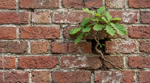 Green plant growing through cracks in a rustic brick wall  