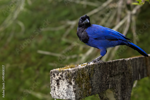 Gralha azul.