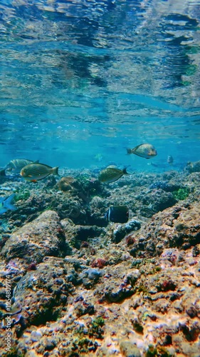 Sergeant Major Fish and Marine Life Swimming Over Coral Reef in Hikkaduwa Sri Lanka. Vertical view of striped sergeant major fish and various tropical species active around a sunlit coral reef.