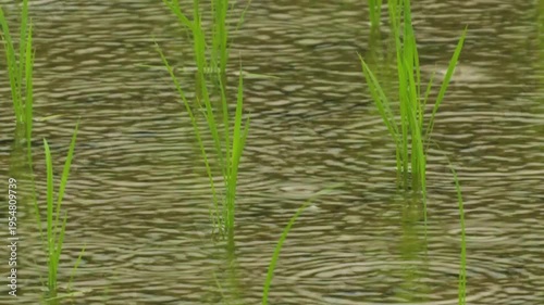 250611雨の日の田んぼ