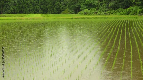 250611雨の日の田んぼ