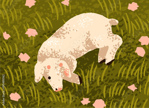 Lamb lying on grass among meadow flowers. Little baby sheep resting, relaxing at summer countryside. Cute lovely farm animal on rural country field, pasture, in nature. Flat vector illustration