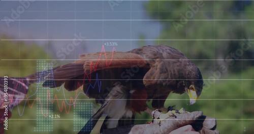 falconer holding hawk outdoors, with floating stock market graphs and percentage labels