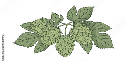 Hops plant with green leaves.