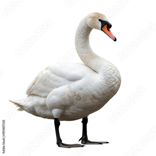 A white swan with orange beak stands on white background bird waterfowl white bird