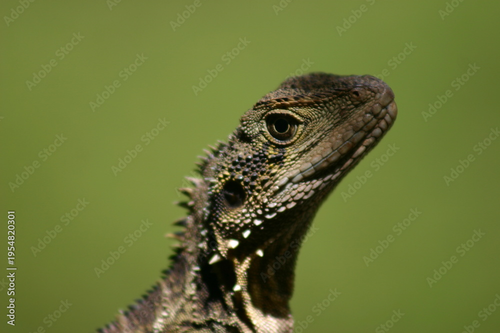 Obraz premium close up of a lizard