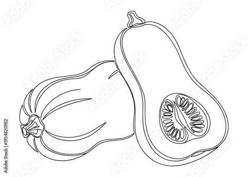 Two butternut squash illustration vector isolated on transparent background