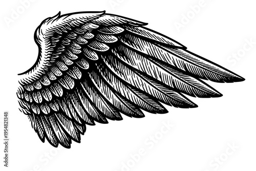 Detailed vintage engraving style wing illustration, monochrome black and white, featuring intricate feather textures. Perfect for tattoo designs, emblems, logos, and graphic art. Evokes freedom, fligh