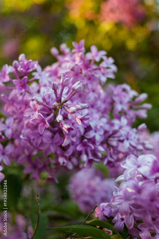 Fototapeta premium Purple lilac flowers close up with shallow depth of field