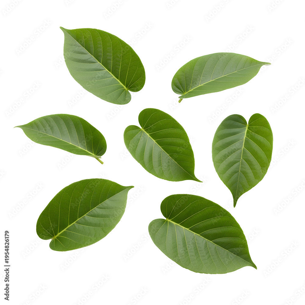 Fototapeta premium Collection of broad green leaves with distinct veins PNG. Beautiful fresh botanical foliage isolated. Exotic tropical plant and natural floral garden design elements