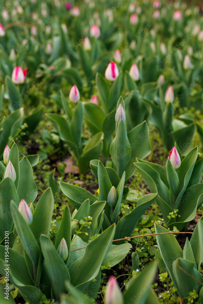 Fototapeta premium Pink tulip buds not yet opened growing in spring garden
