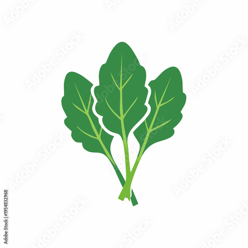 Fresh green spinach leaves in vector illustration, healthy food concept.