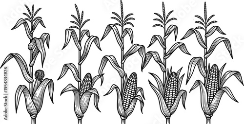 Set of Vintage Hand Drawn Corn Stalks and Cobs Illustration Isolated on White Background for Organic Agriculture Farming and Food Design