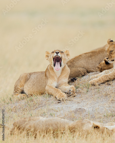 lion and lioness