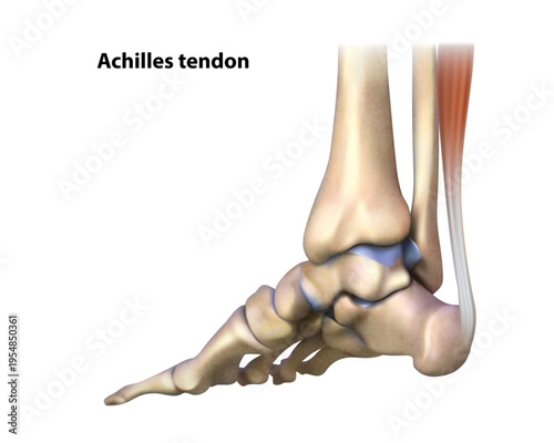 Achilles tendon. Isolated vector illustration