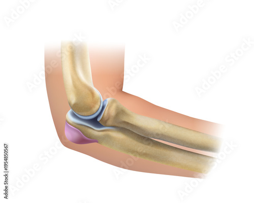 Elbow Anatomy. Isolated vector illustration