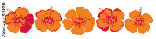 Orange hibiscus flower border with vibrant tropical floral design, ideal for summer decorations, invitations, and botanical vector projects.