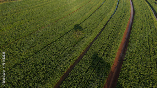 Obraz na plátně Aerial view of a lush green corn crop field in a rural area of Brazil at sunset