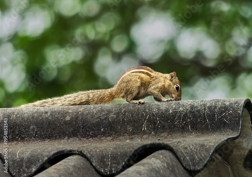 Royal Palace, Thanjavur, Tamil Nadu, India, 22-February-2026, chipmunk