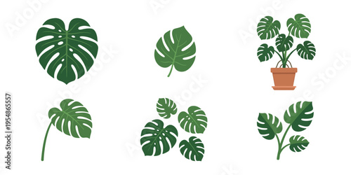 Flat vector illustration set of tropical monstera deliciosa leaves and a potted houseplant, isolated on a white background.