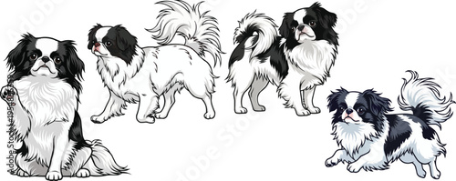 Japanese Chin dog sitting walking standing side profile running pose set