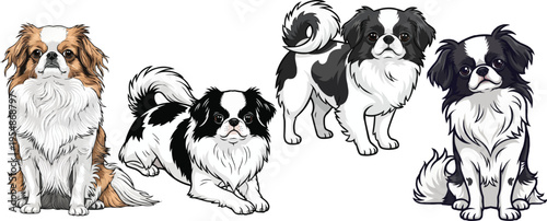 Japanese Chin dog lying down standing alert sitting curious pose set