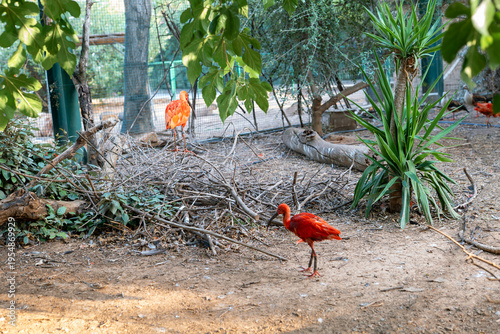 Exotic red ibis birds walking through green foliage zoo park Athens. Tropical wildlife conservation summer holiday activities Greece travel. Species discovery nature education sanctuary environment