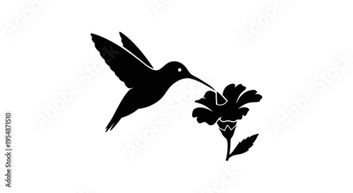 Black Hummingbird Feeding from Flower.